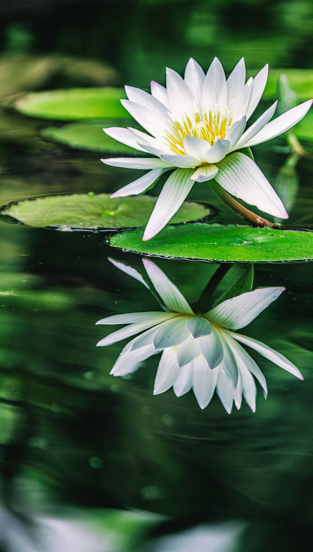 Mirrored White Flower For Iphone Background