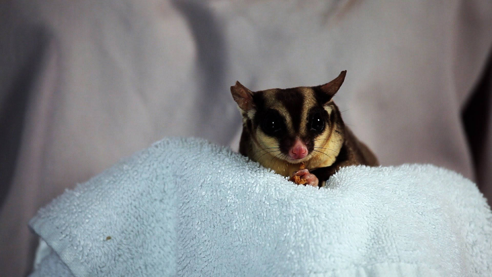 Mischievous Sugar Glider Background