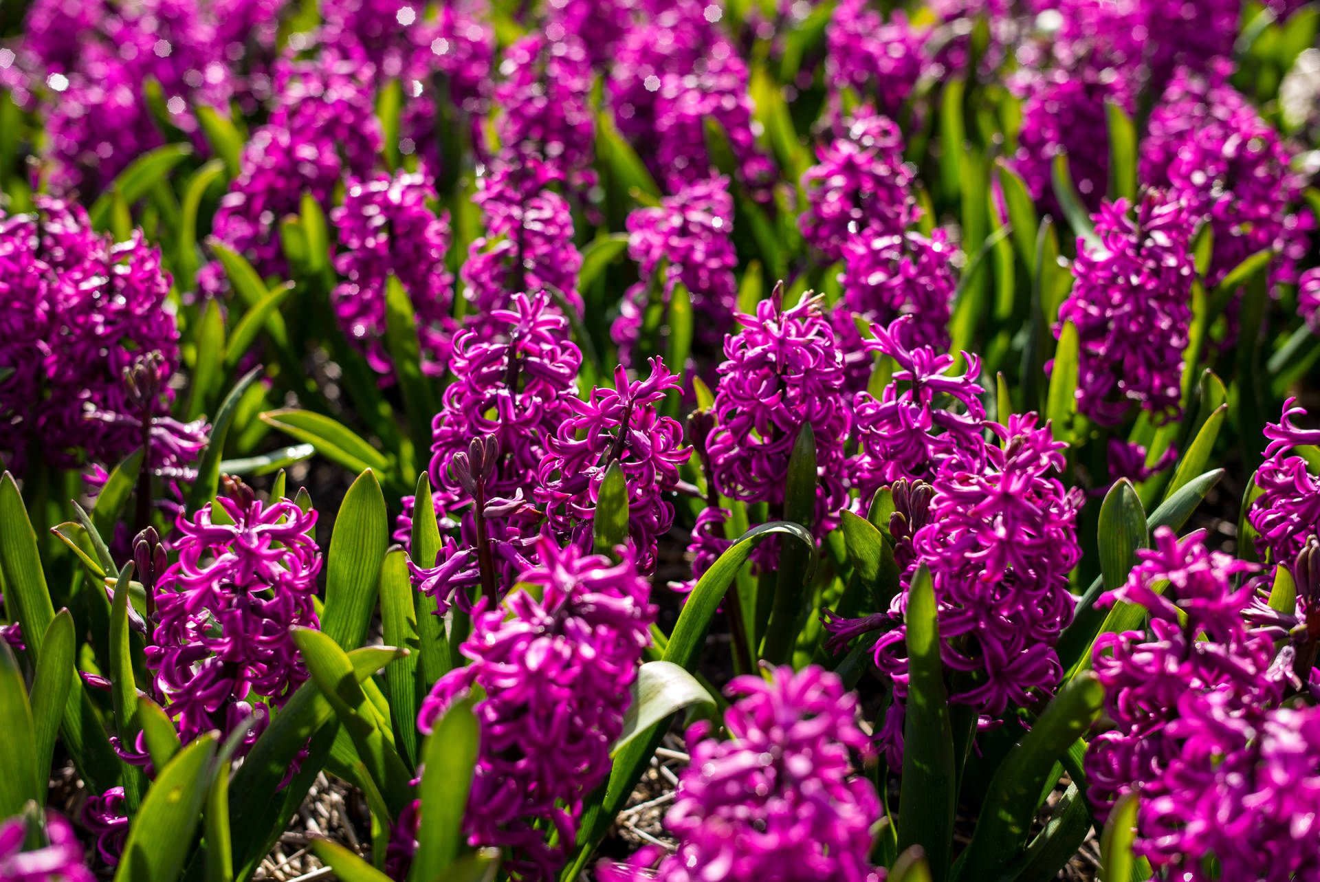 Miss Saigon Hyacinth Flower Field Background