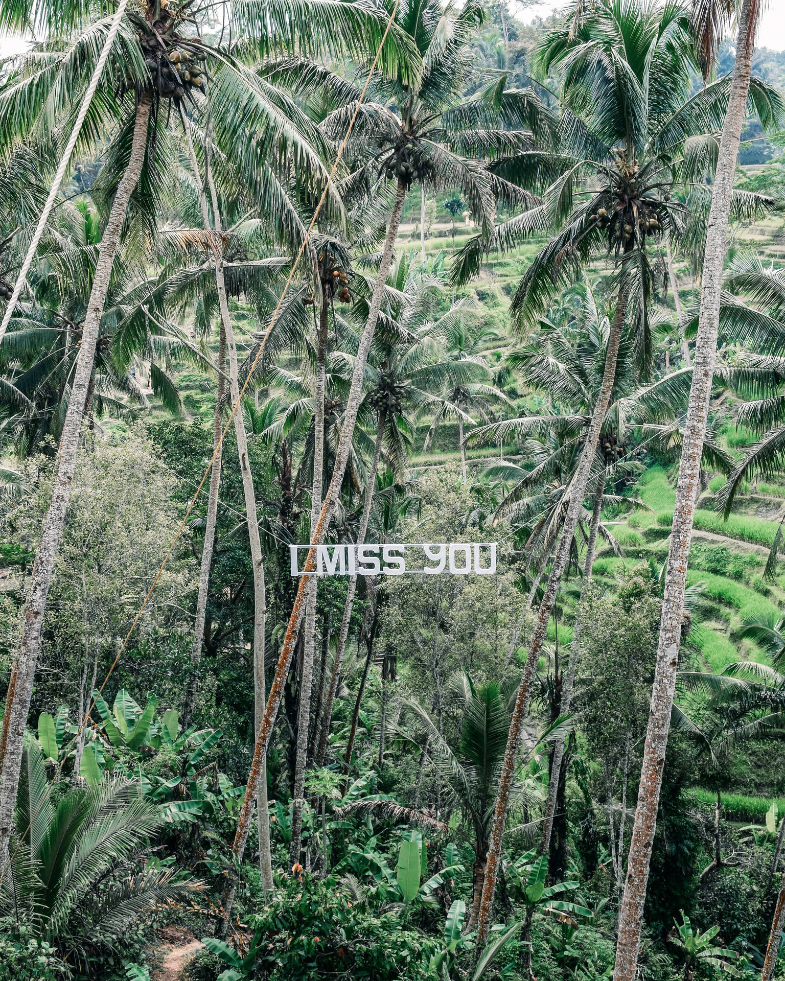 Missing You Palm Trees Background