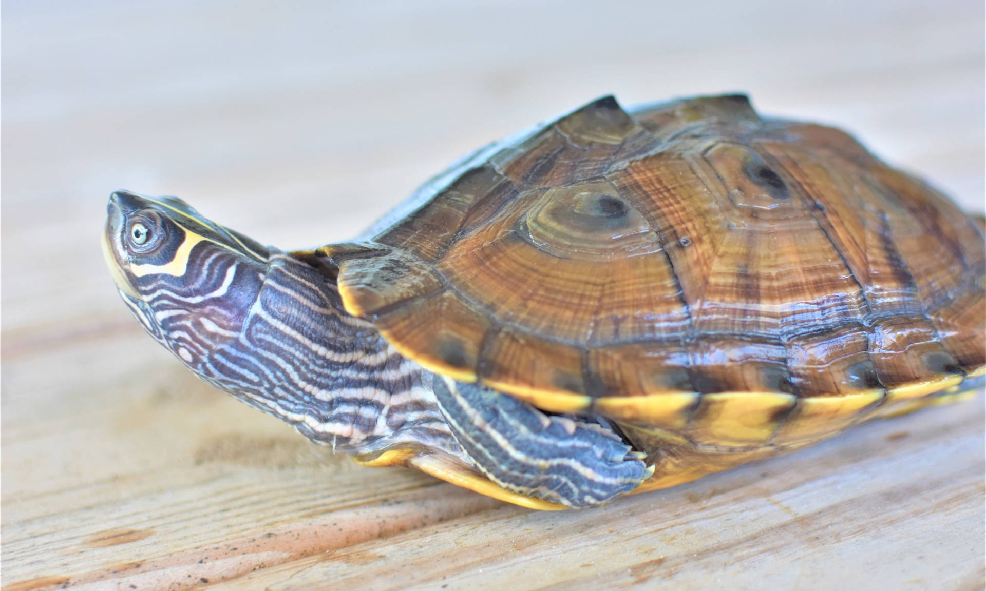 Mississippi Map Turtle Background