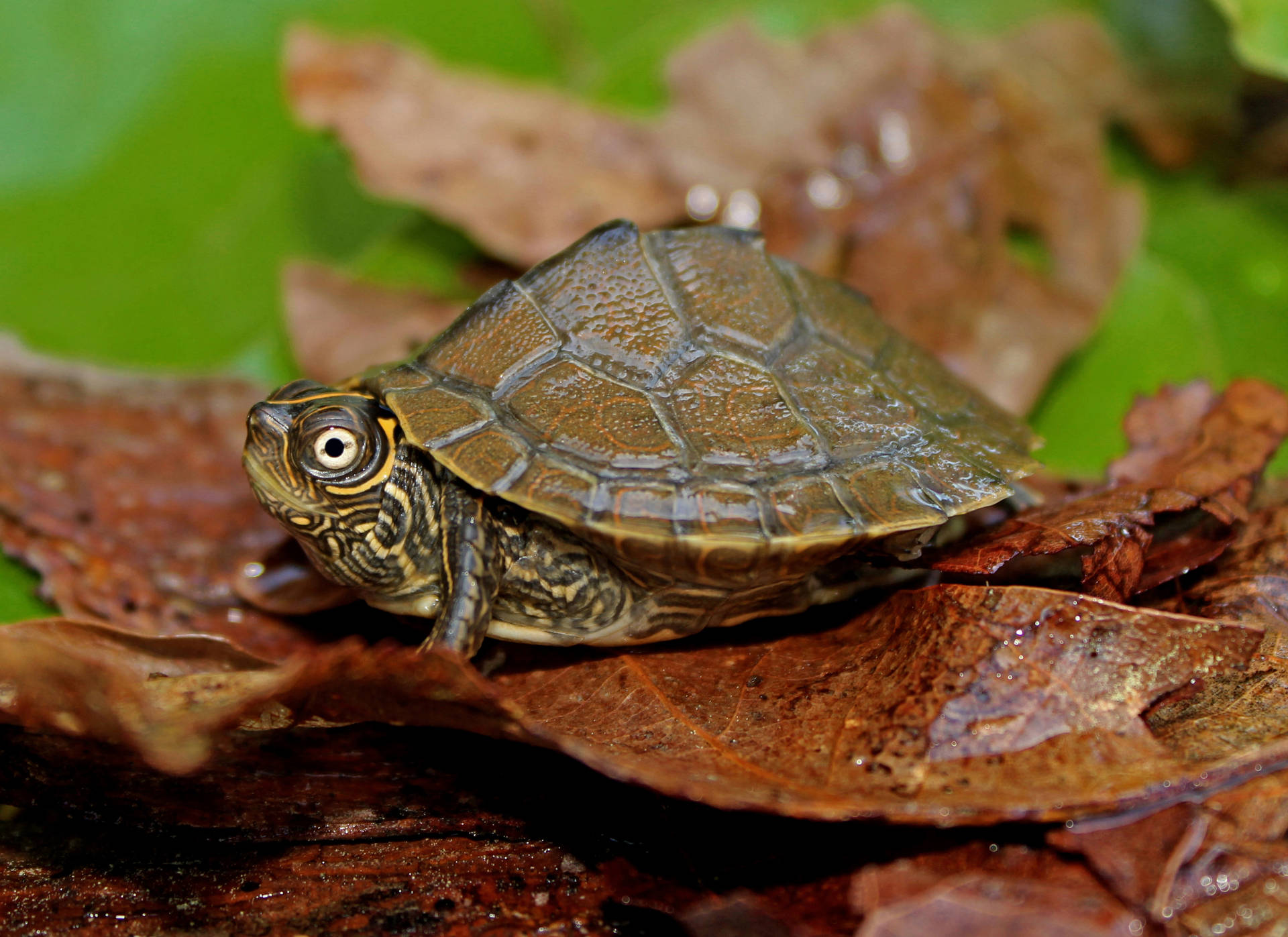 Mississippi Map Turtle On Damp Leaves