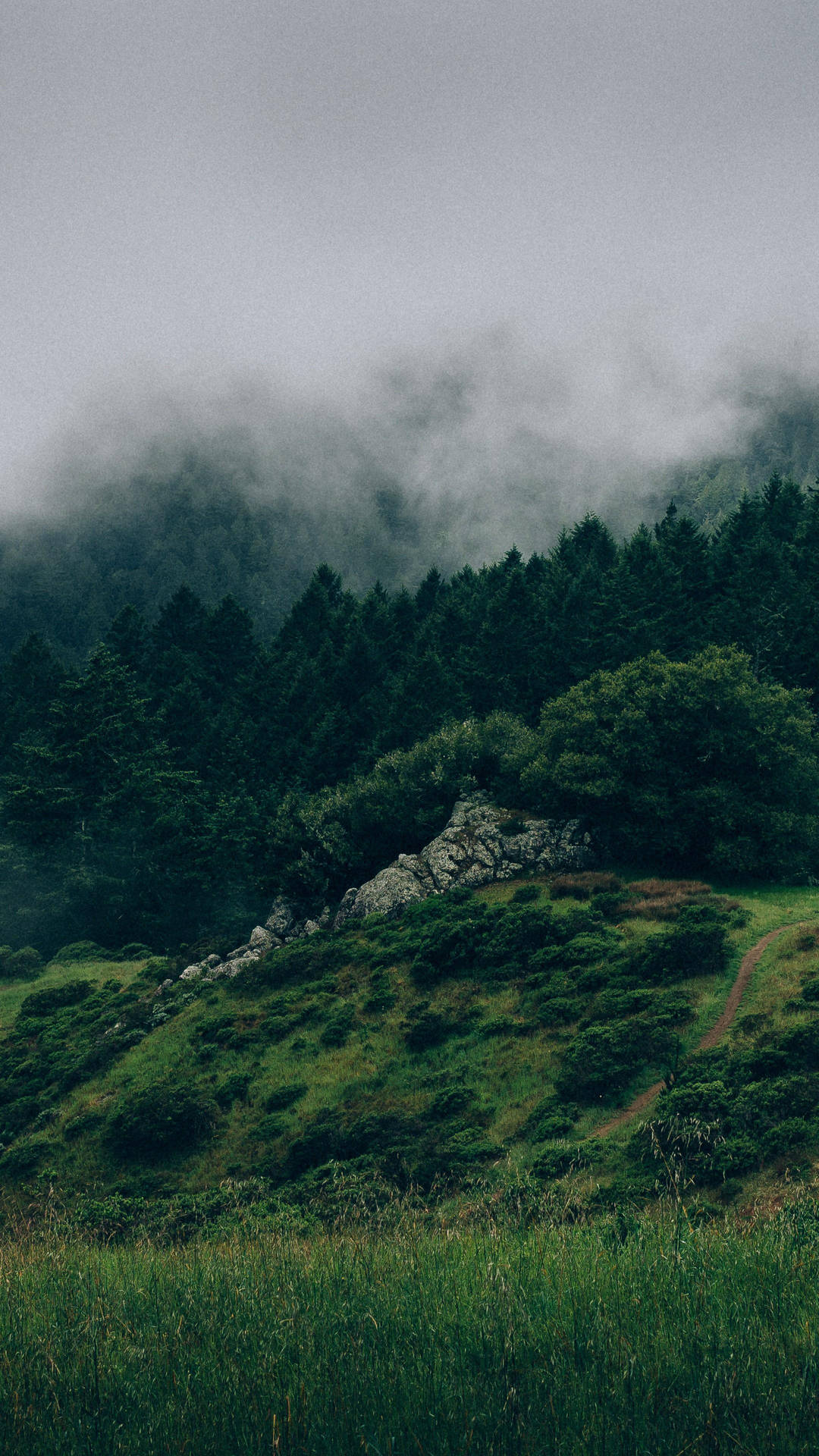 Mist Forest Background