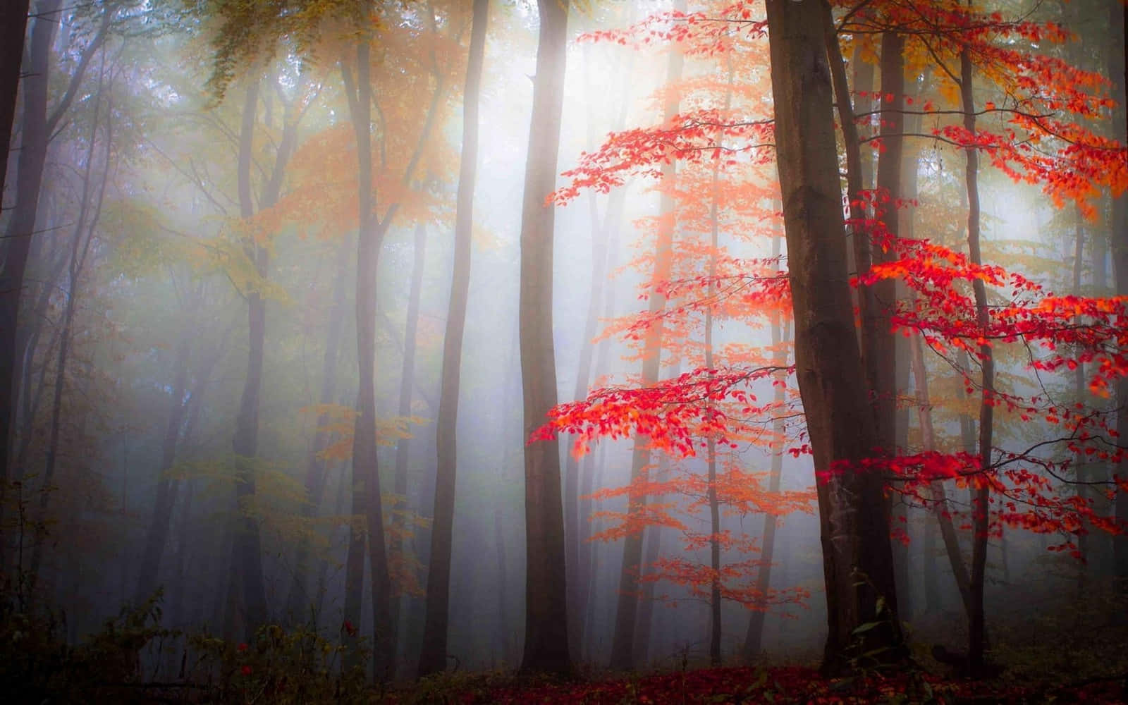 Misty Autumn Forest Glow Background