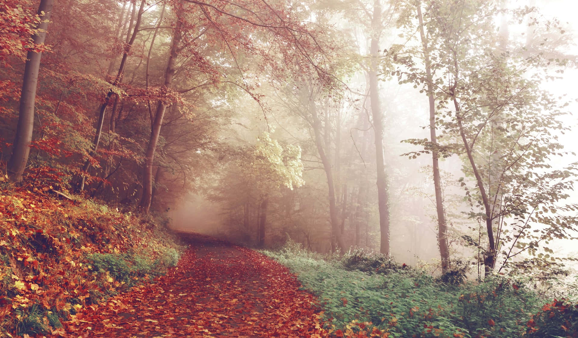 Misty Autumn Forest Path.jpg Background