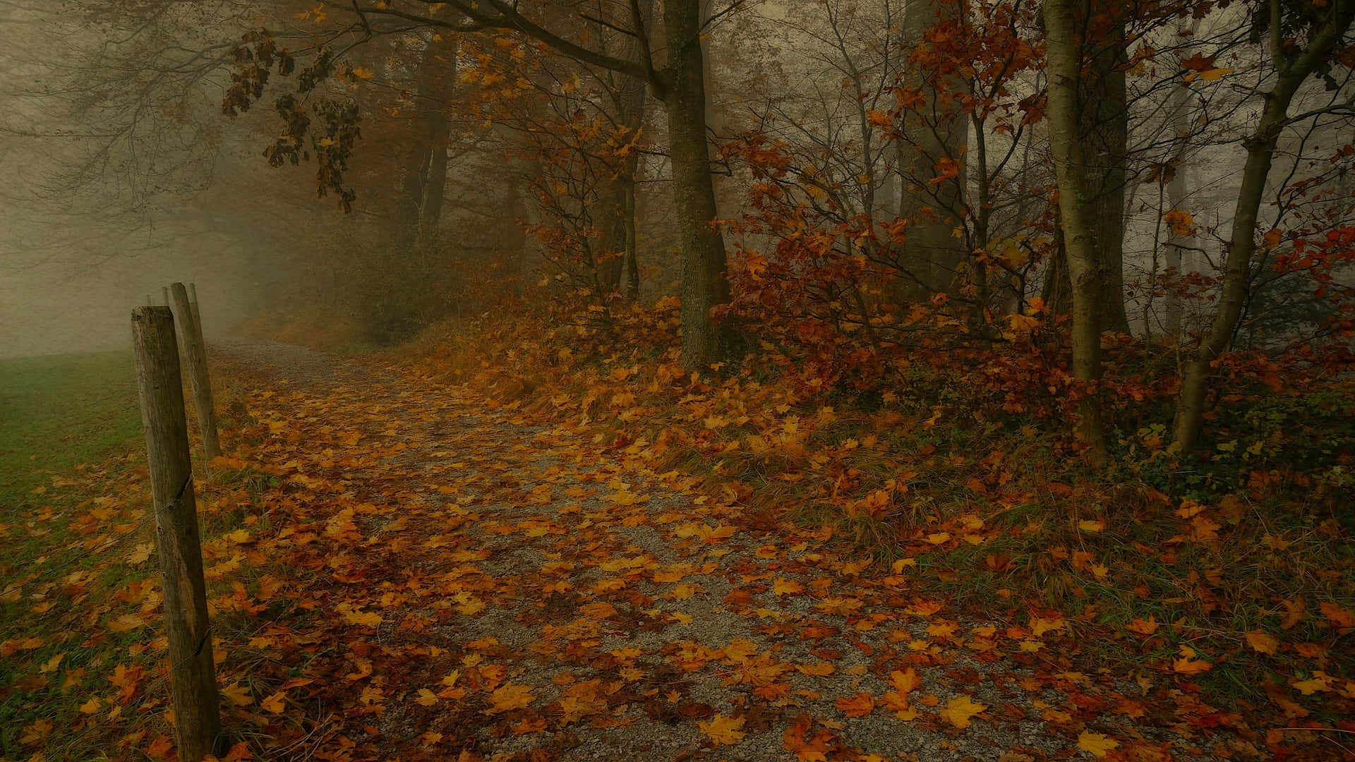Misty Autumn Pathway.jpg Background