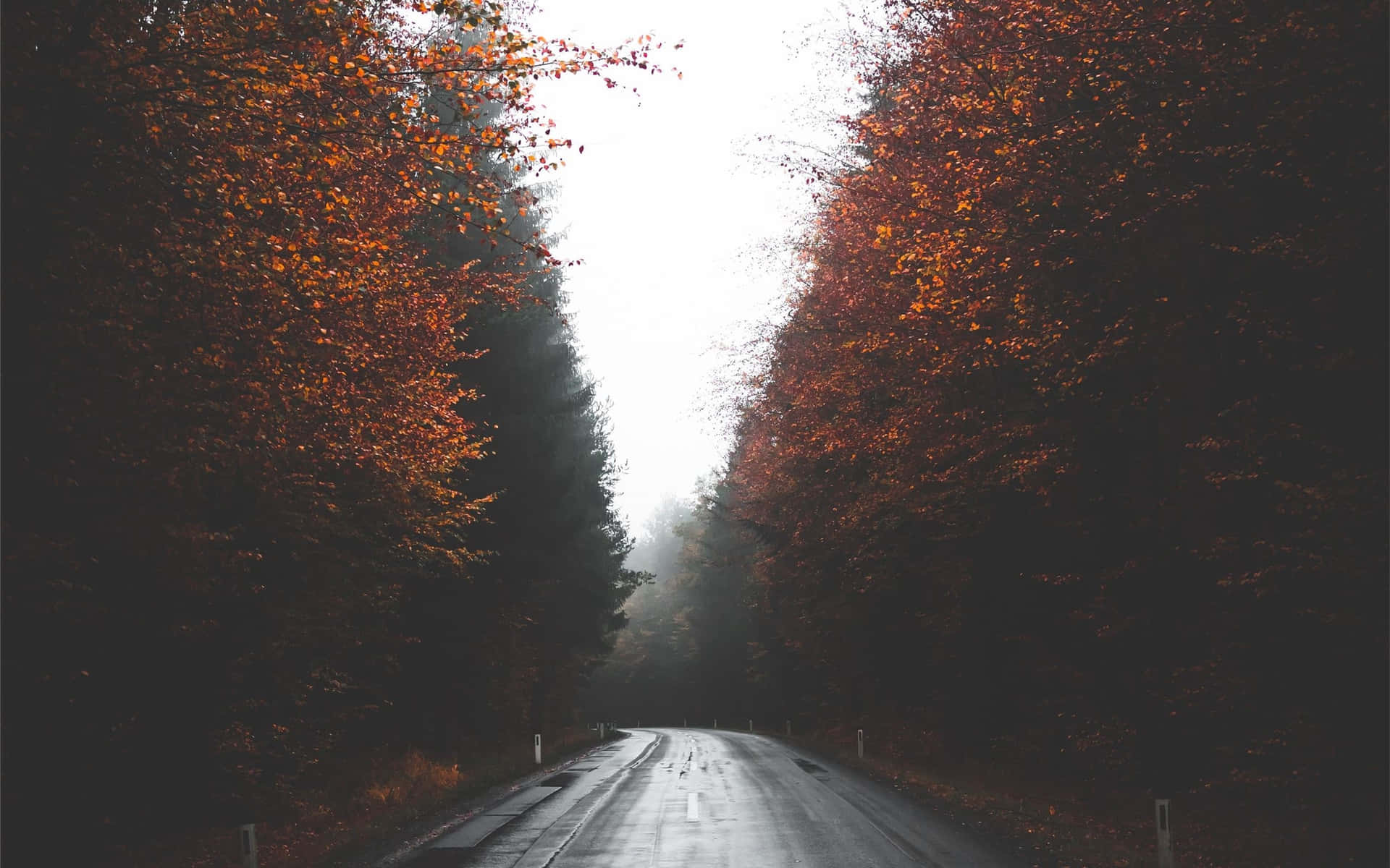 Misty Autumn Road Canopy Background