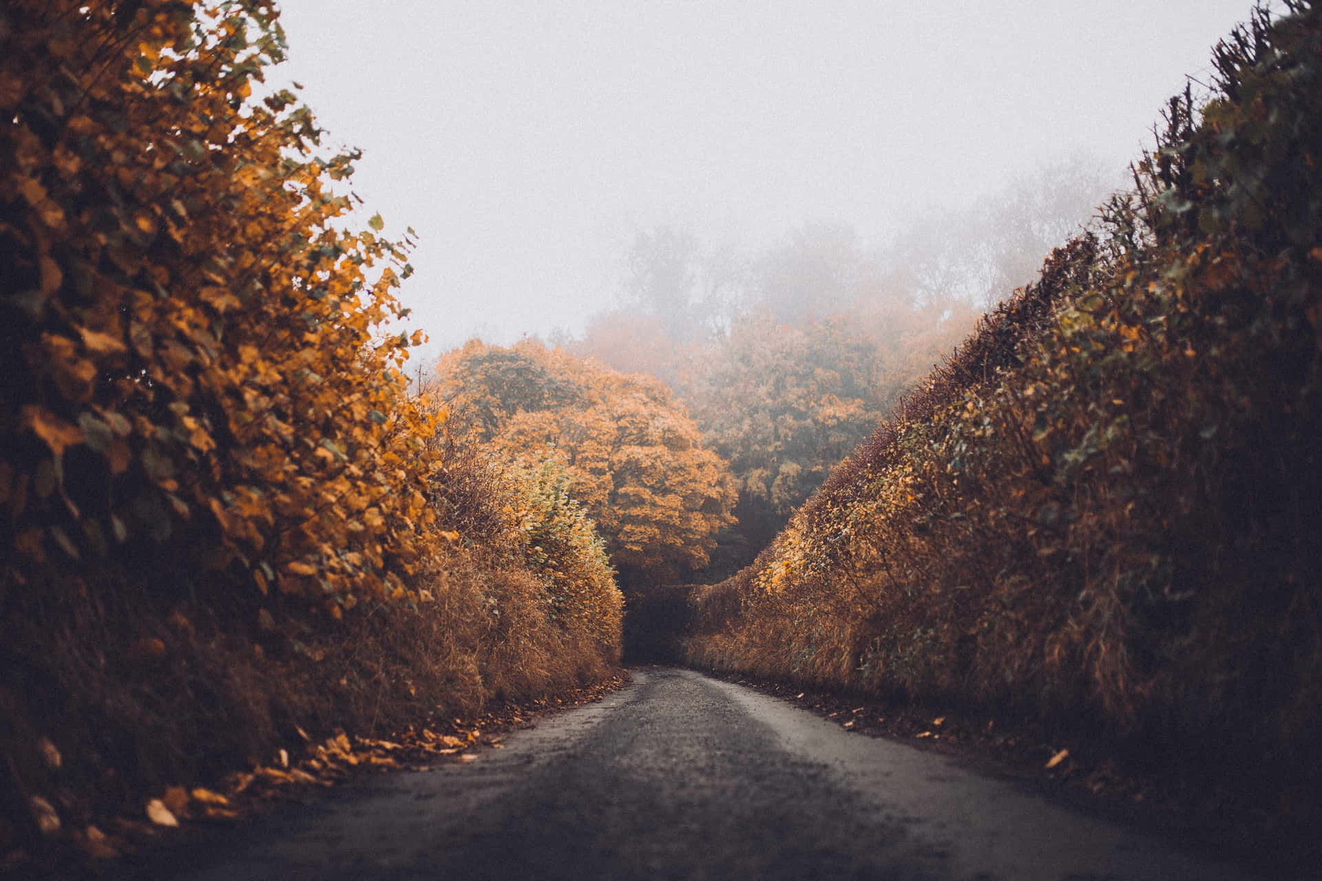 Misty Autumn Road Background