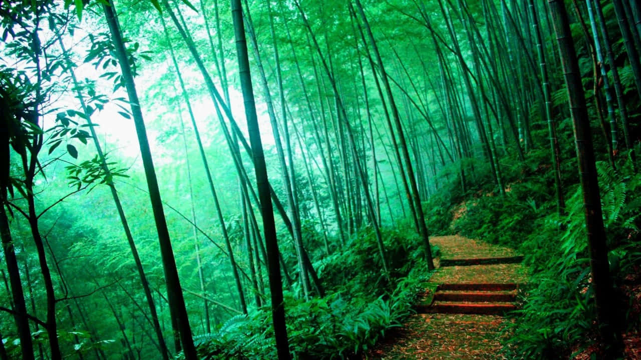 Misty_ Bamboo_ Forest_ Path_ H D Background