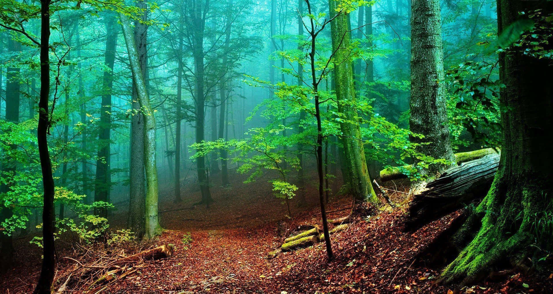 Misty Enchanted Forest Path.jpg Background