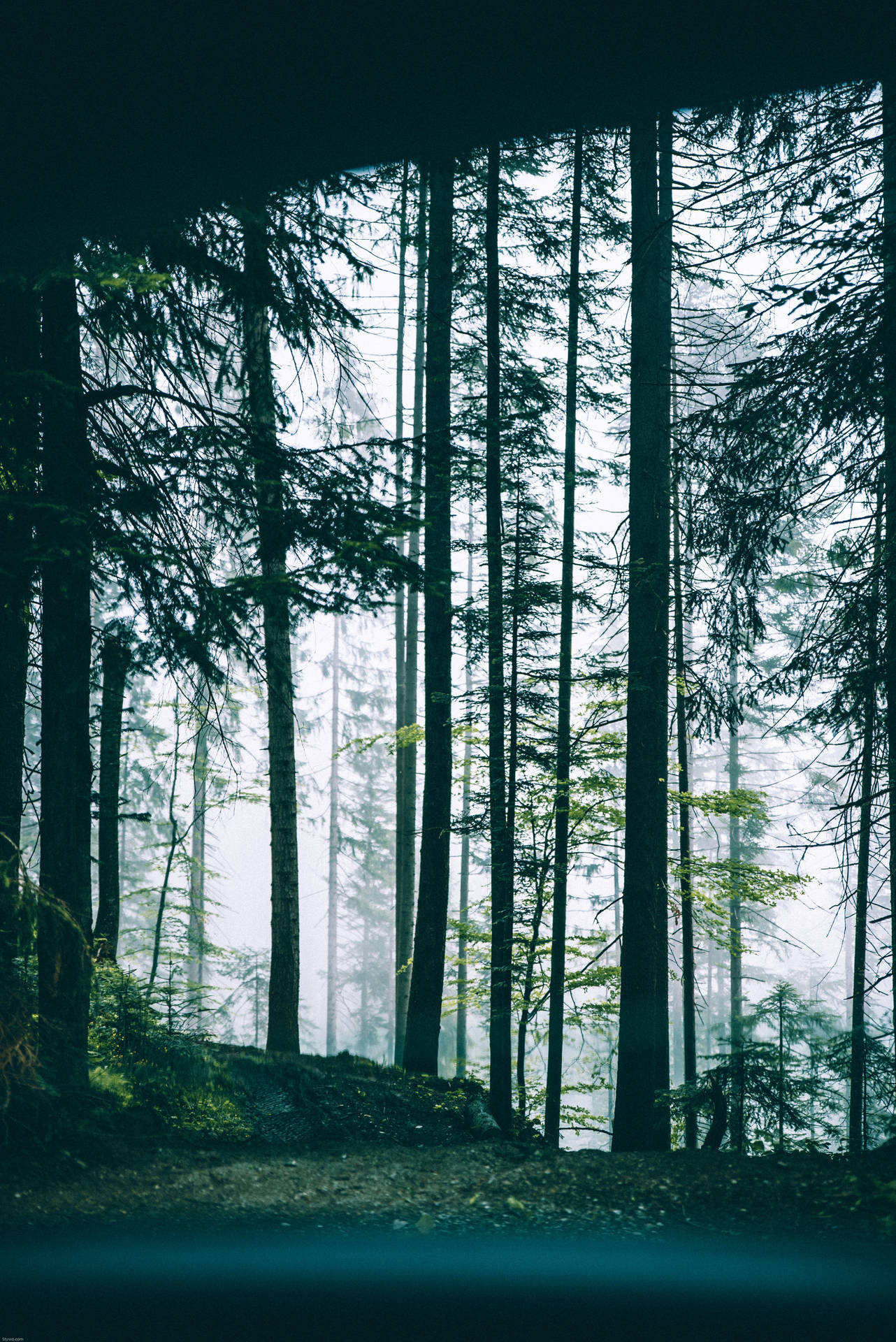 Misty Forest 4k Iphone 6 Plus Background