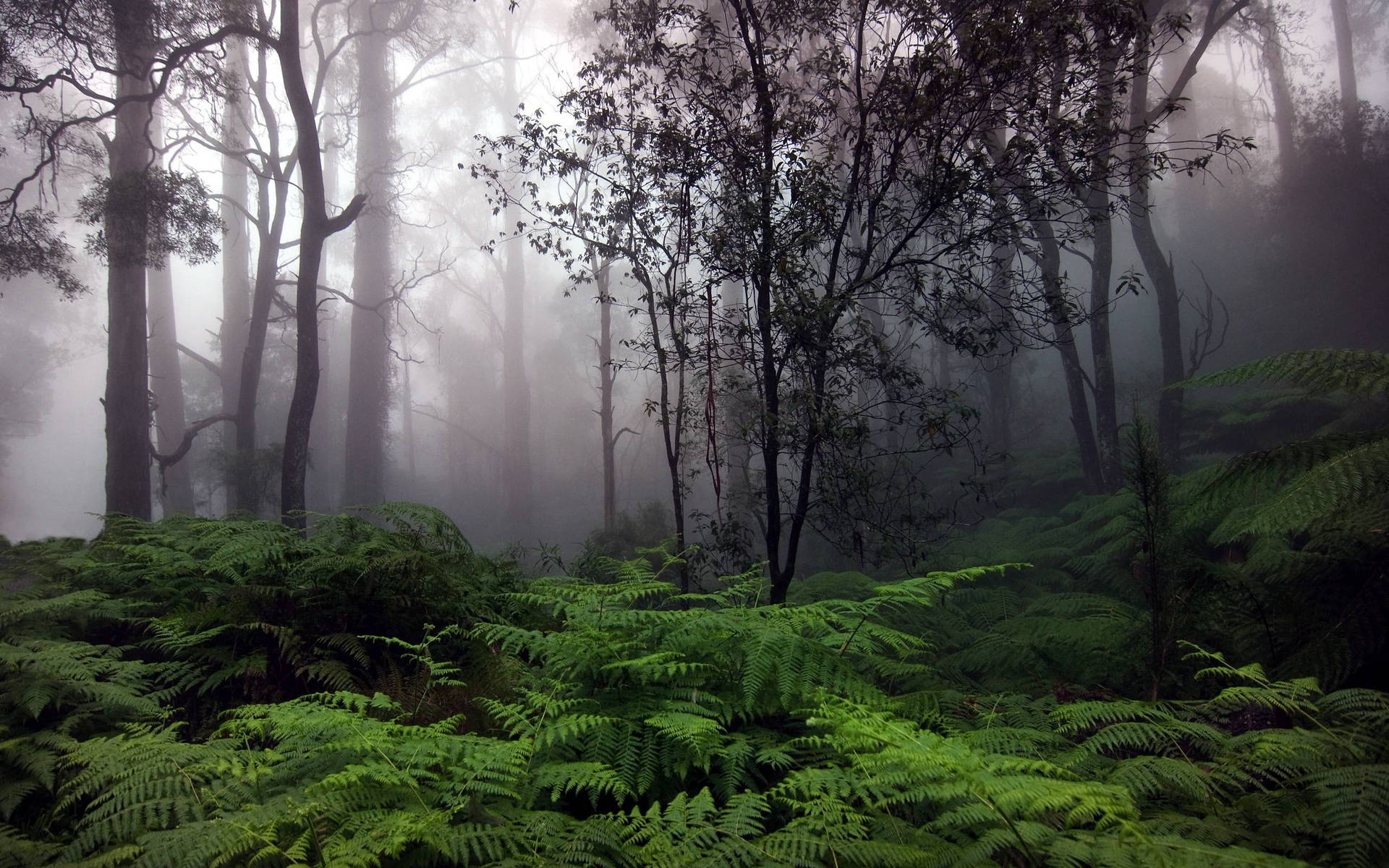 Misty Forest Background Background