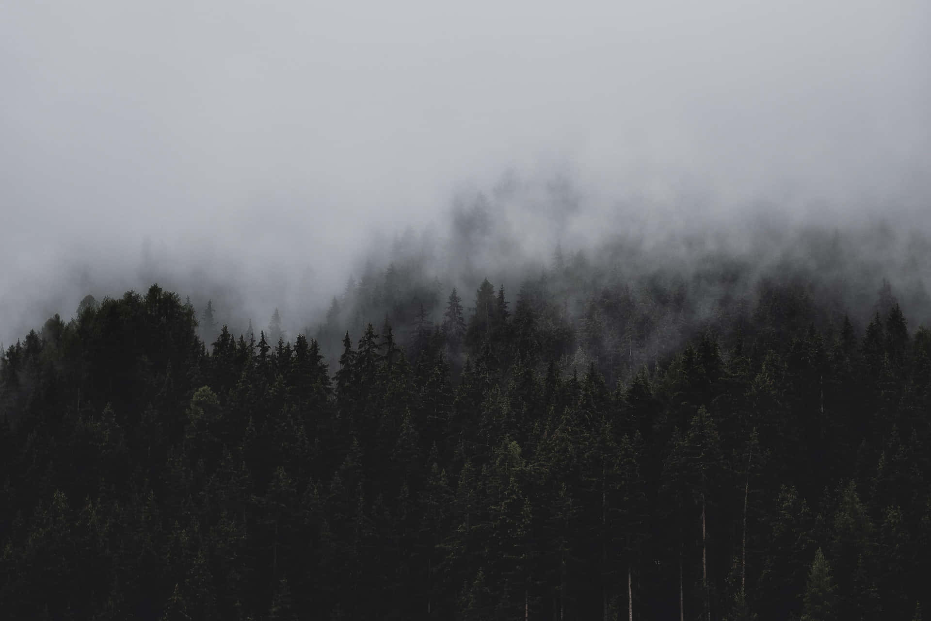 Misty_ Forest_ Canopy Background