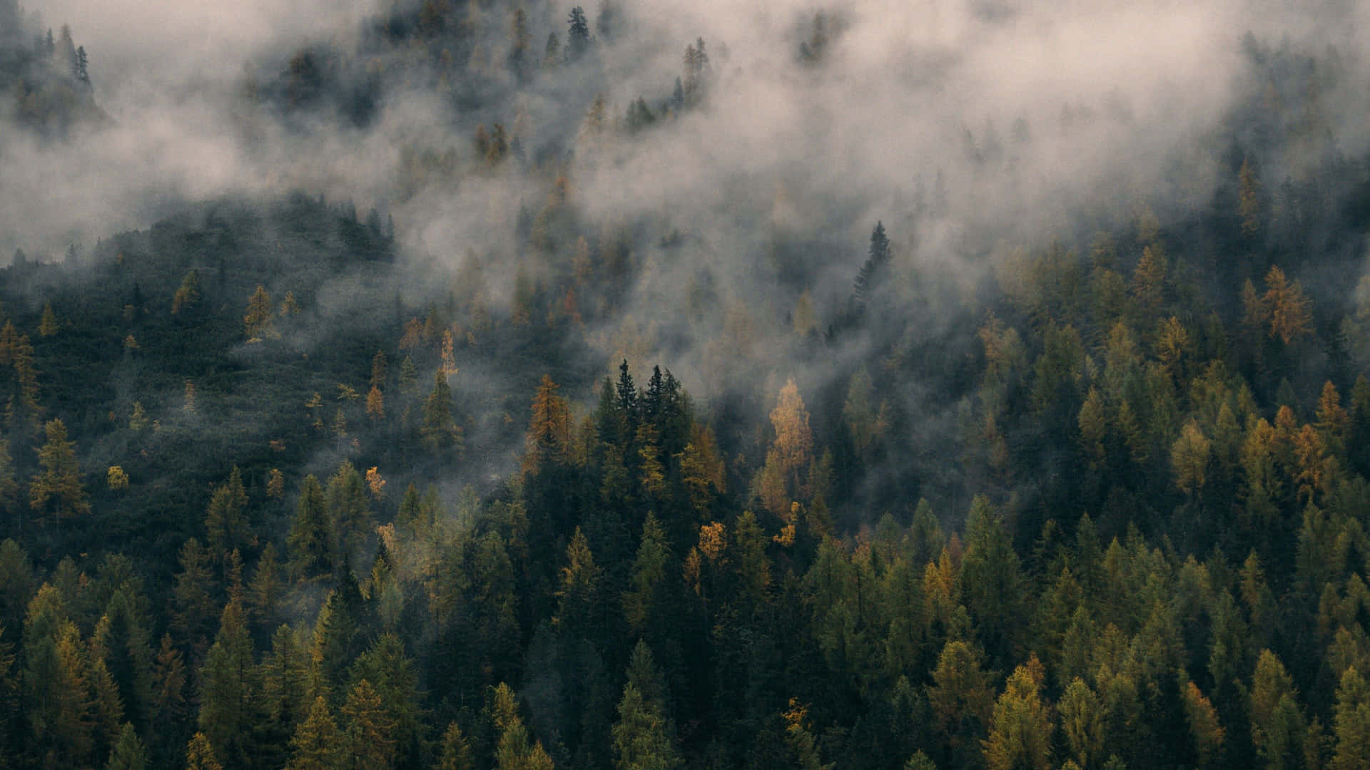 Misty_ Forest_ Canopy Background