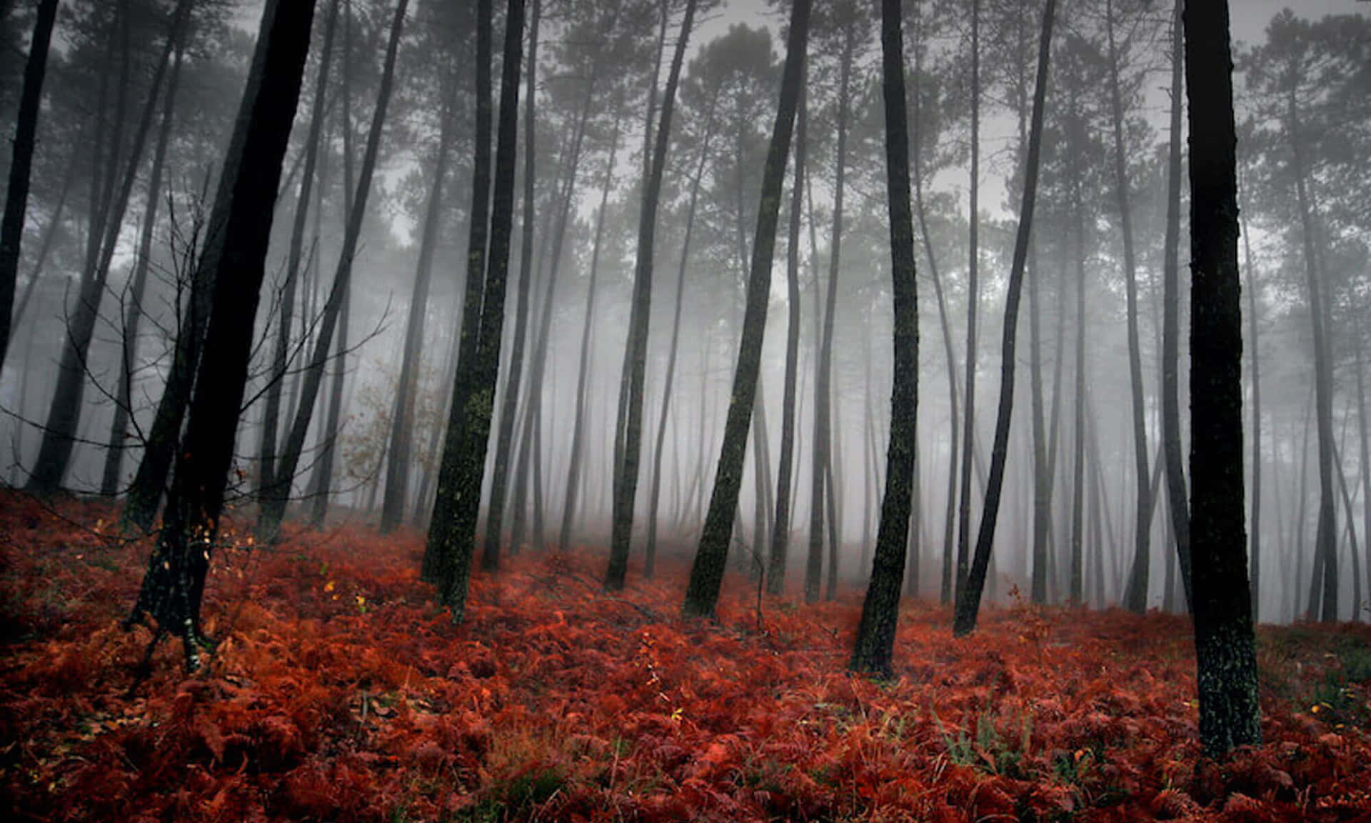 Misty Forest Fall Red Foliage Background