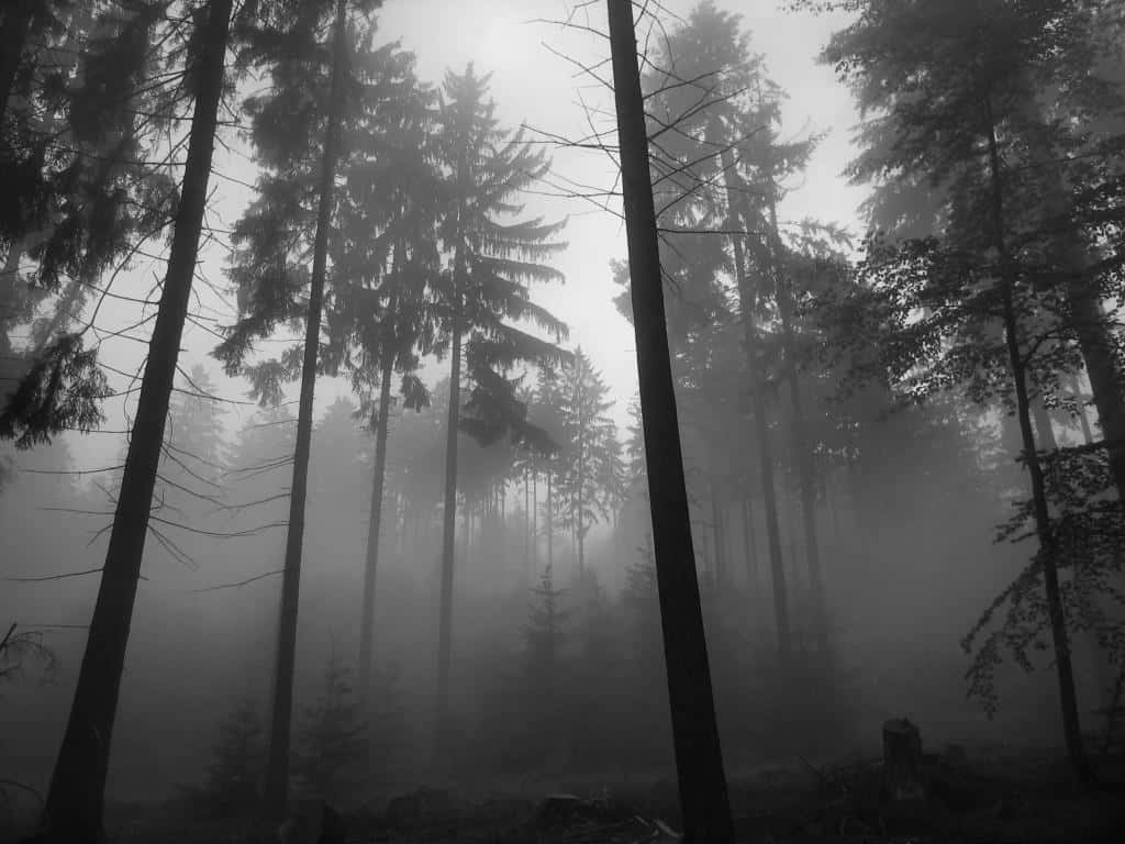 Misty Forest Grey Scale Wallpaper Background