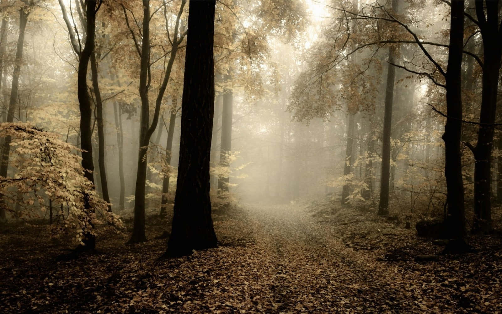 Misty Forest Path Autumn Background