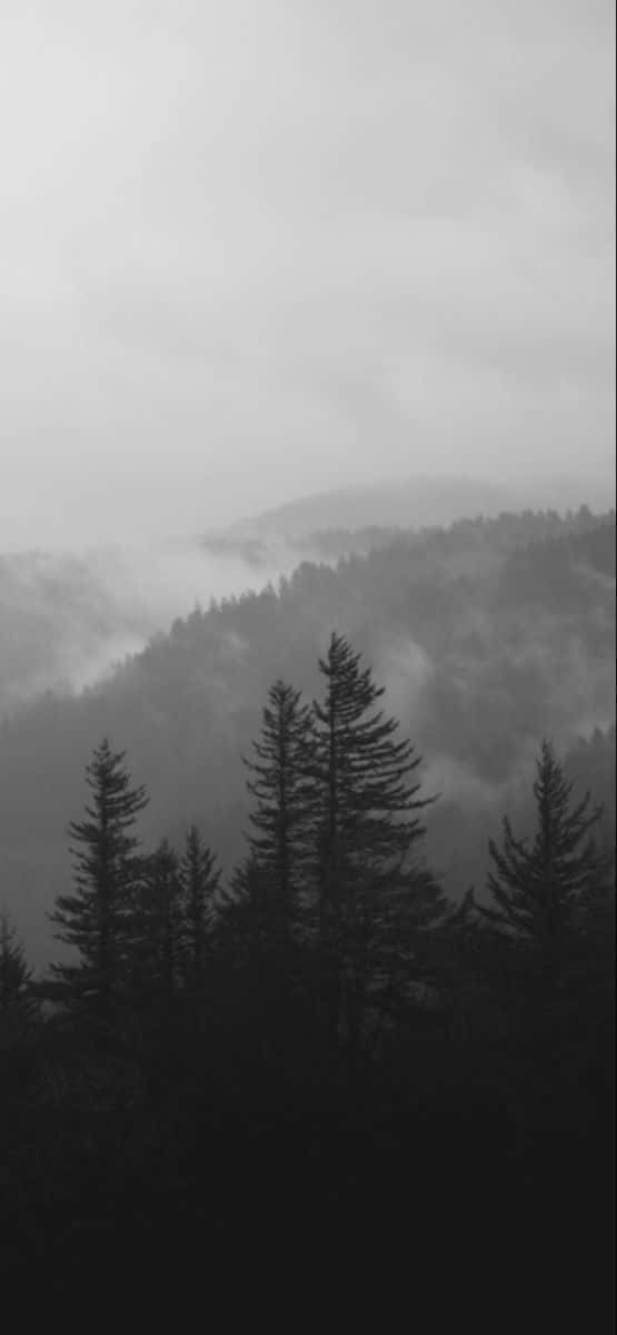 Misty Forest Pines Black And White