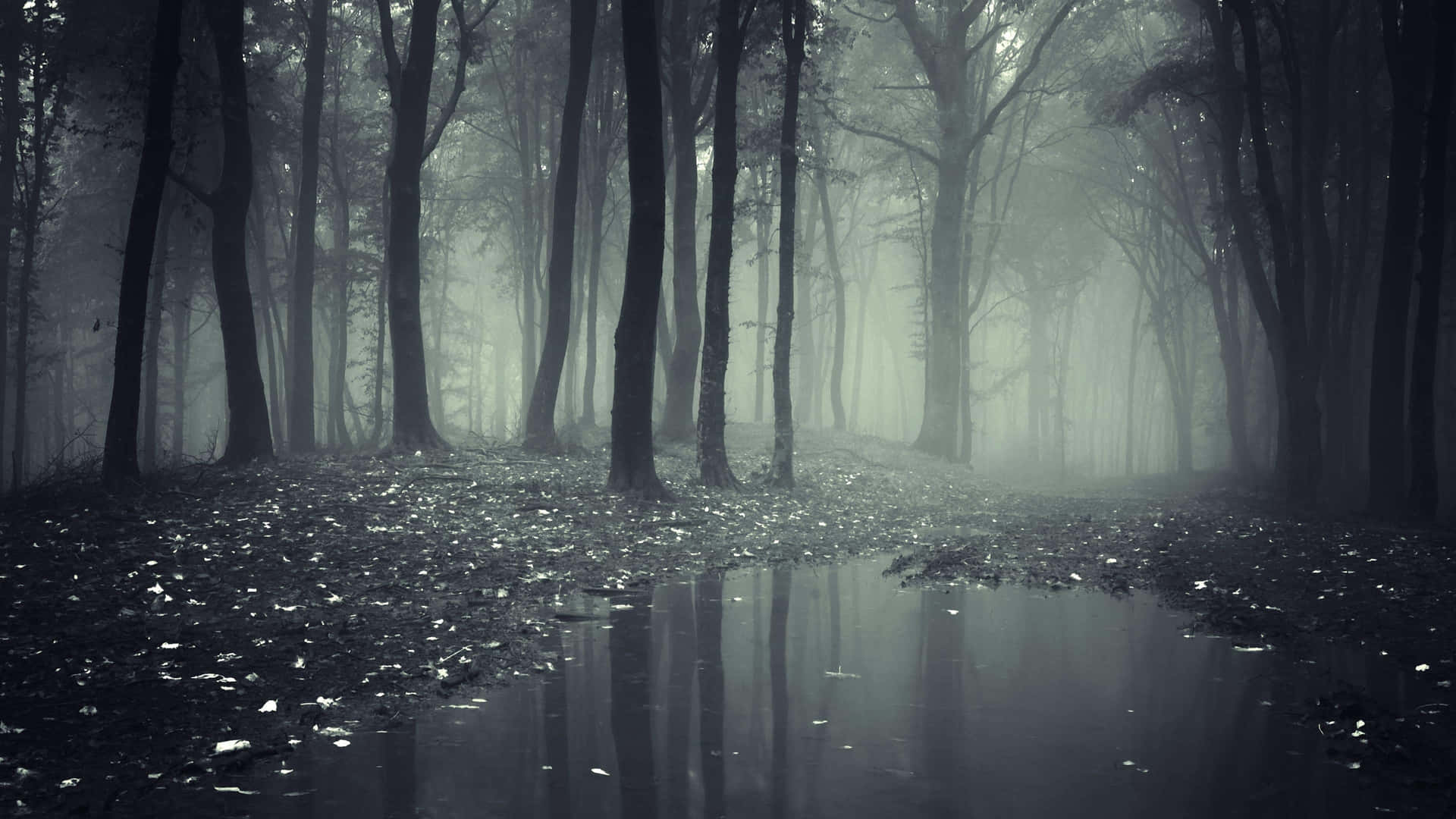 Misty Forest Reflection Desktop Wallpaper Background