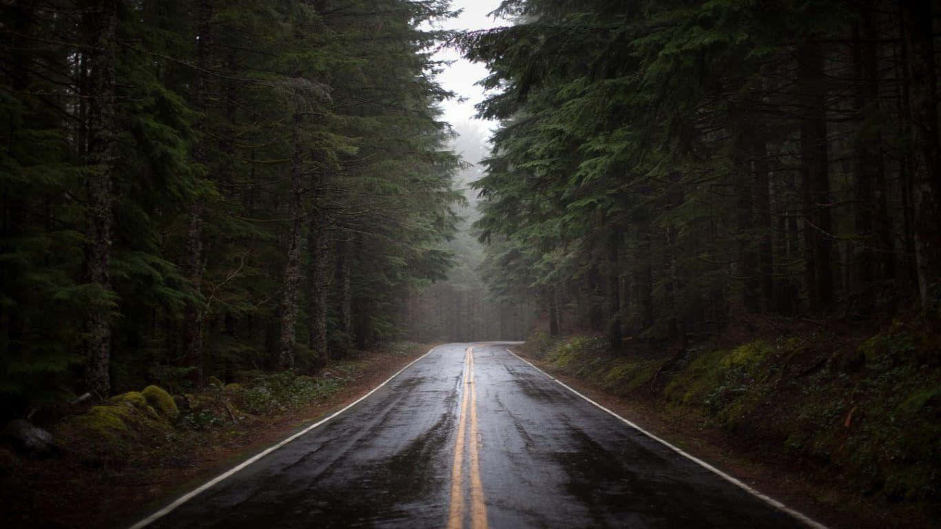 Misty Forest Road.jpg Background