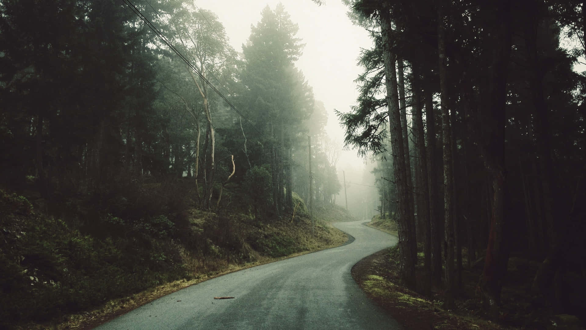 Misty Forest Road Wallpaper.jpg Background