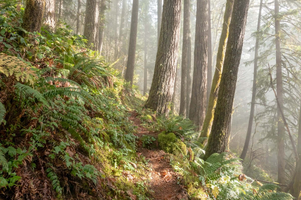 Misty Forest Trail Background