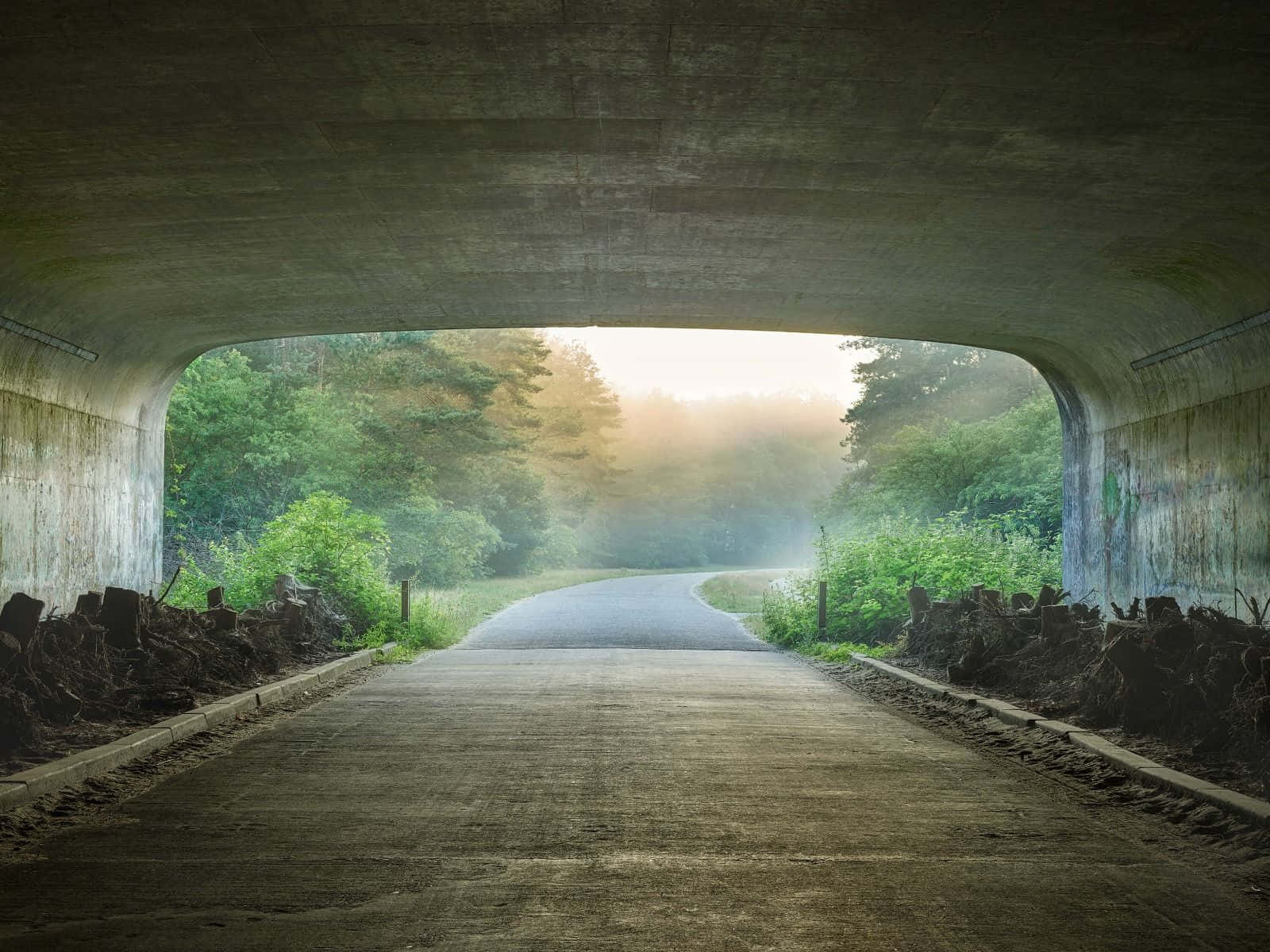 Misty Forest Tunnel View.jpg