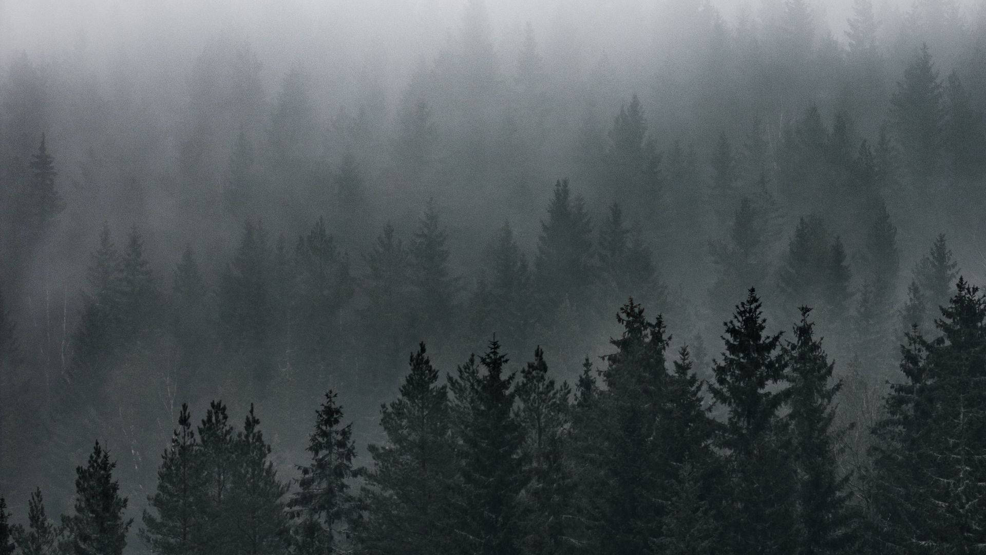 Misty Forest View Background