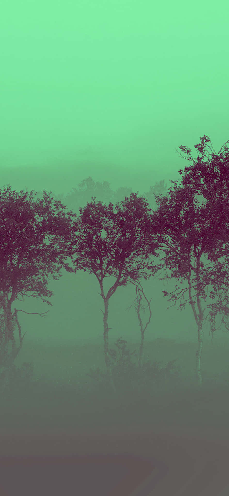 Misty Green Forest Minimalism Background