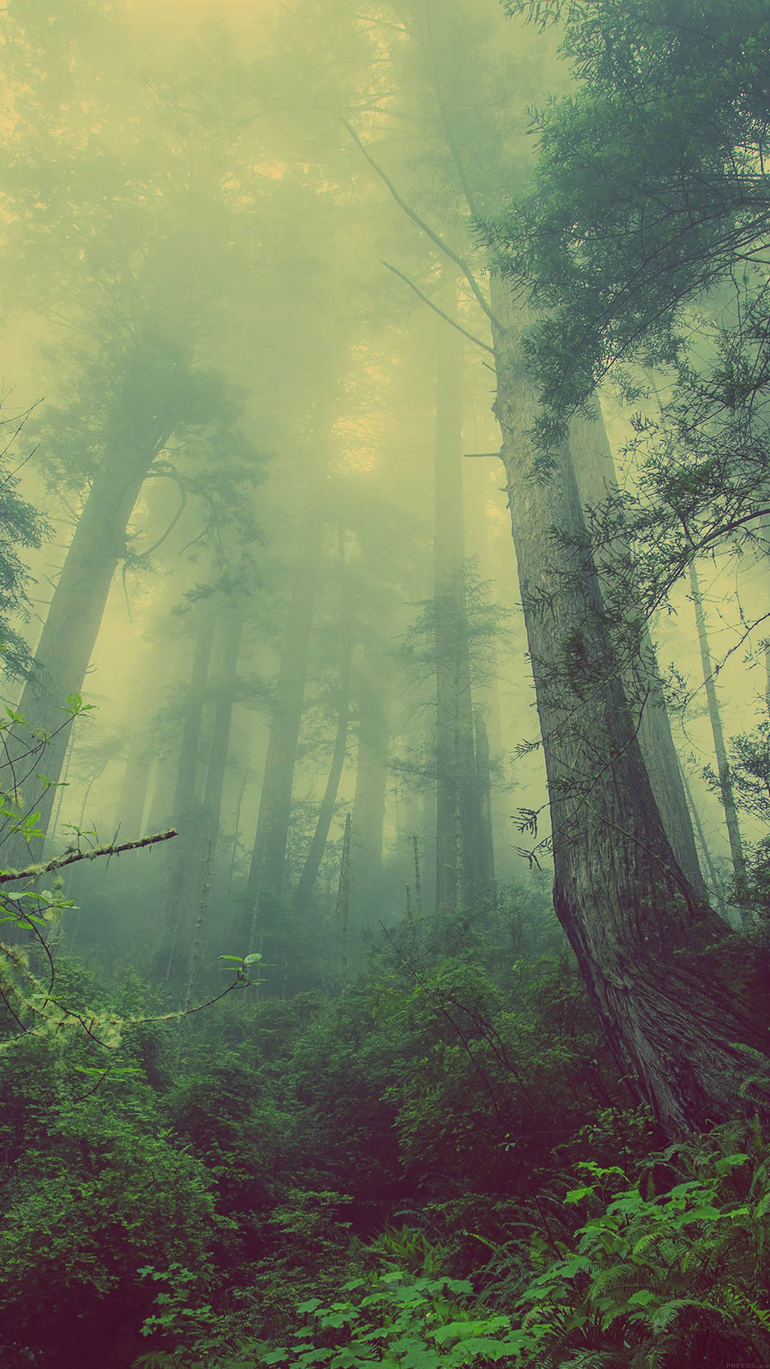Misty Green Forest Smartphone Background Background
