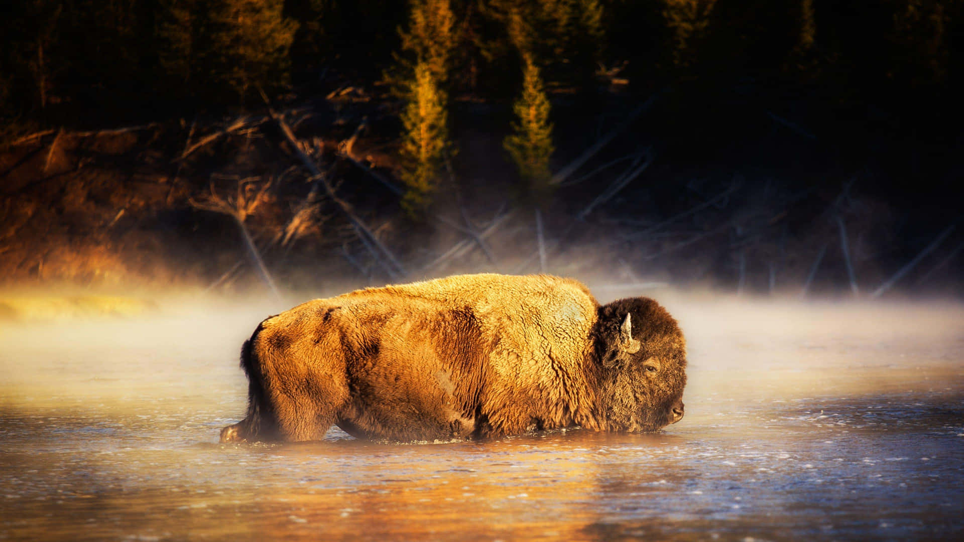 Misty Morning Bison Wading