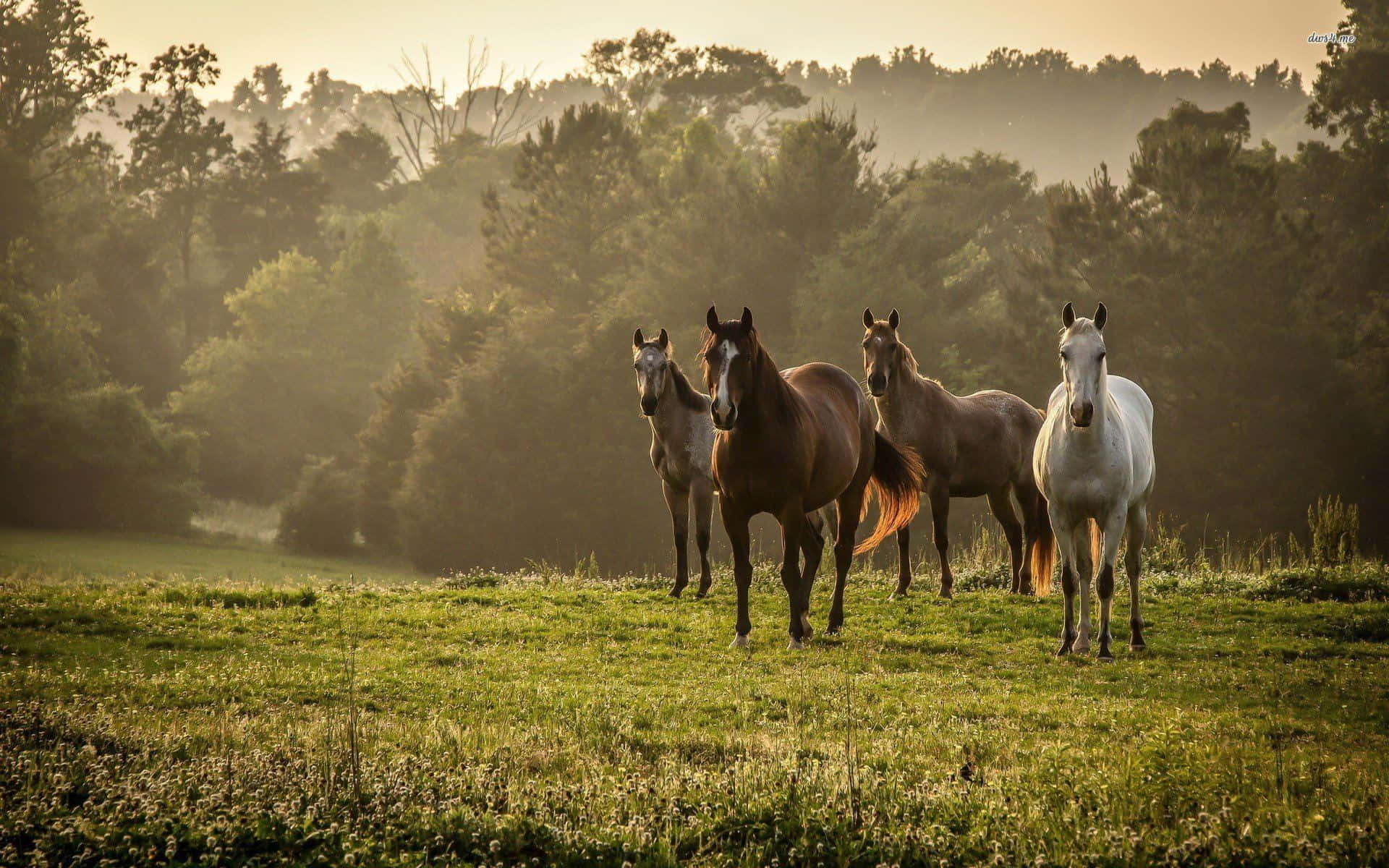 Misty Morning Horses.jpg