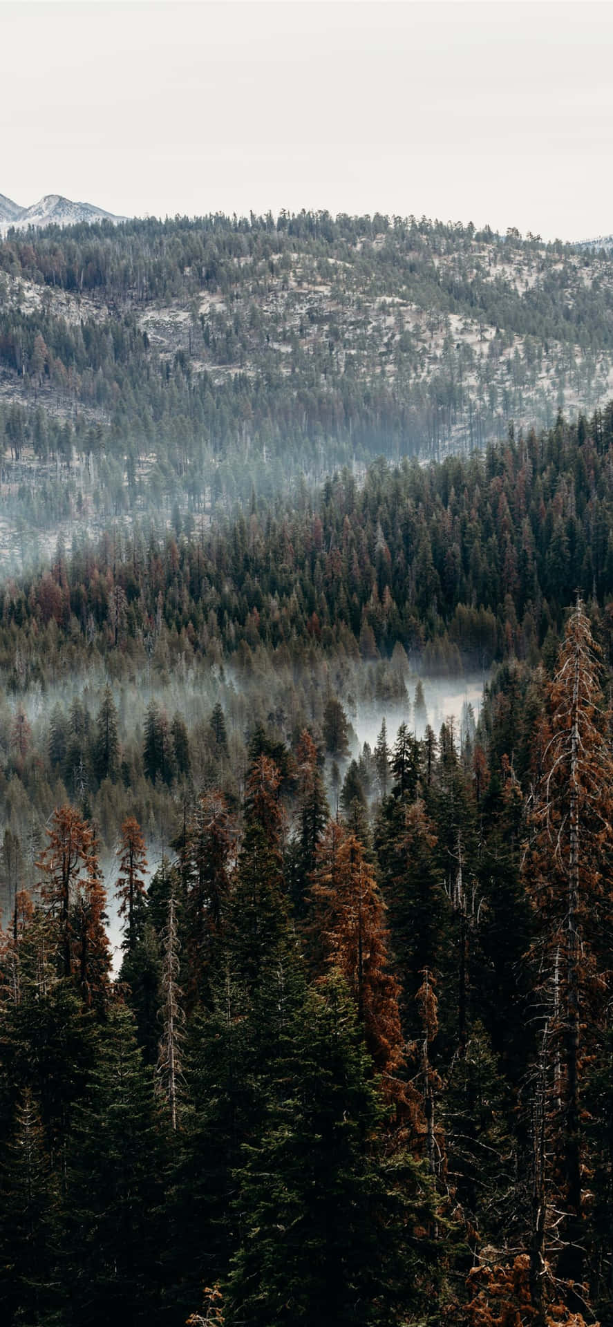 Misty Mountain Pine Forest Background