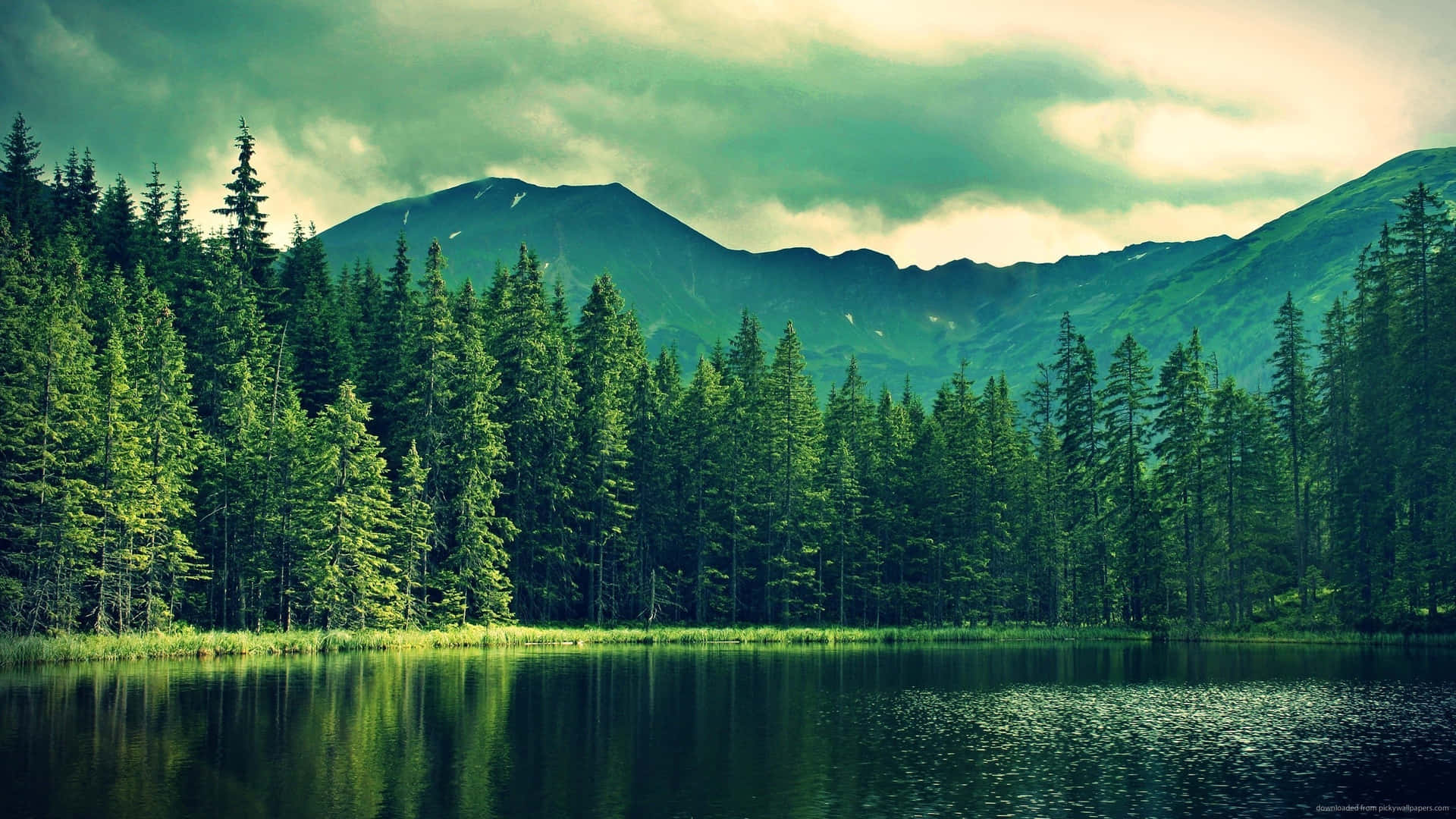 Misty_ Mountain_ Pine_ Forest_ Lake_ View.jpg Background