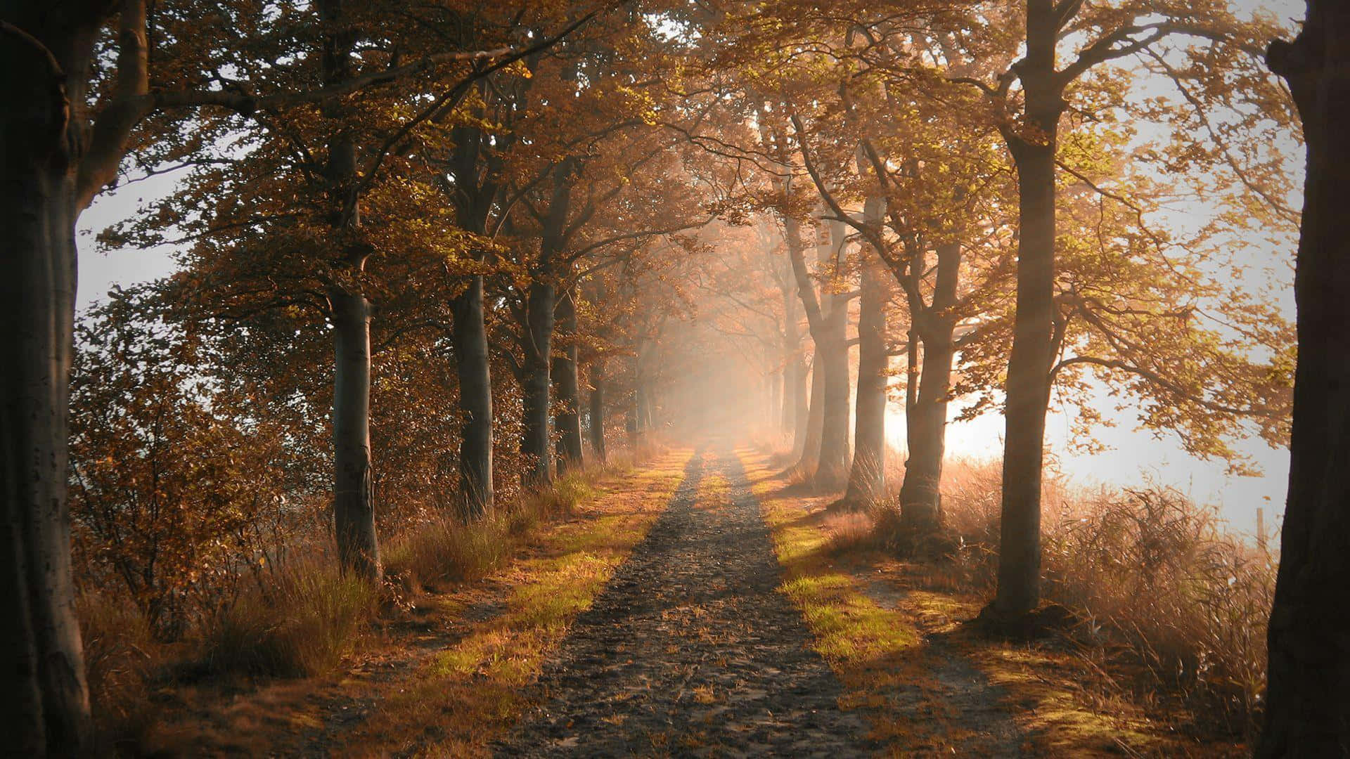 Misty Path Between Trees Background