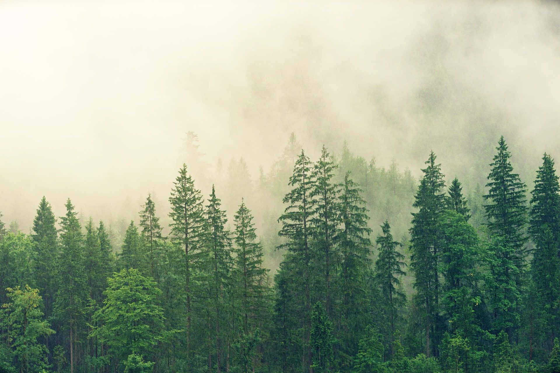 Misty_ Pine_ Forest_ Scene Background