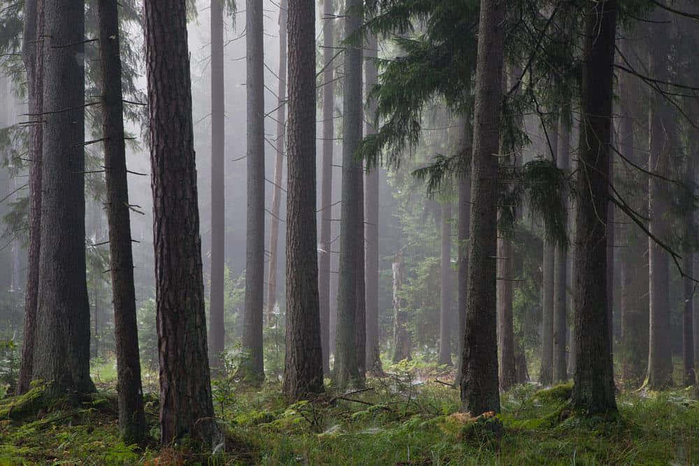 Misty Pine Forest Scene.jpg Background
