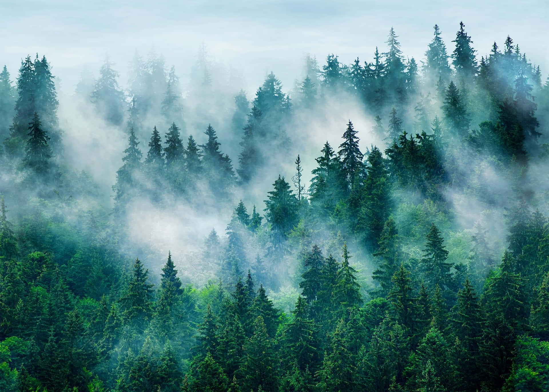 Misty_ Pine_ Forest_ Scene.jpg Background