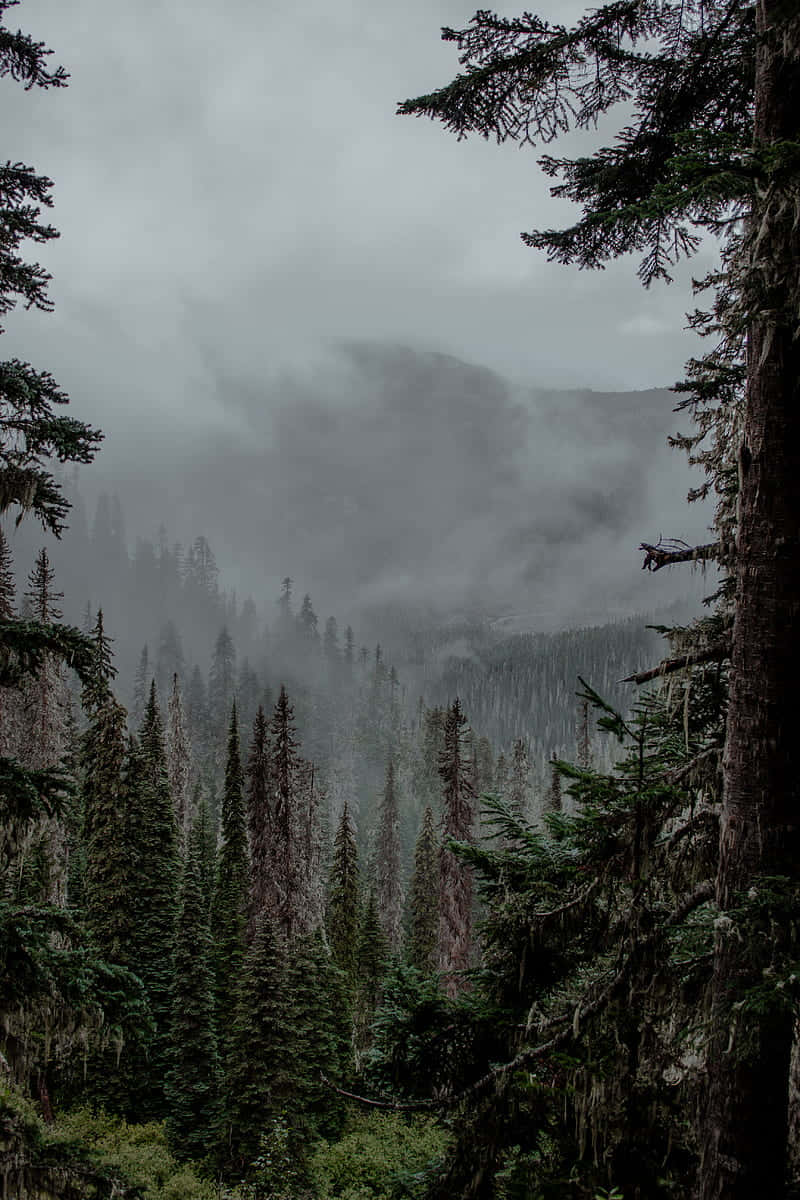 Misty_ Pine_ Forest_ Scene Background