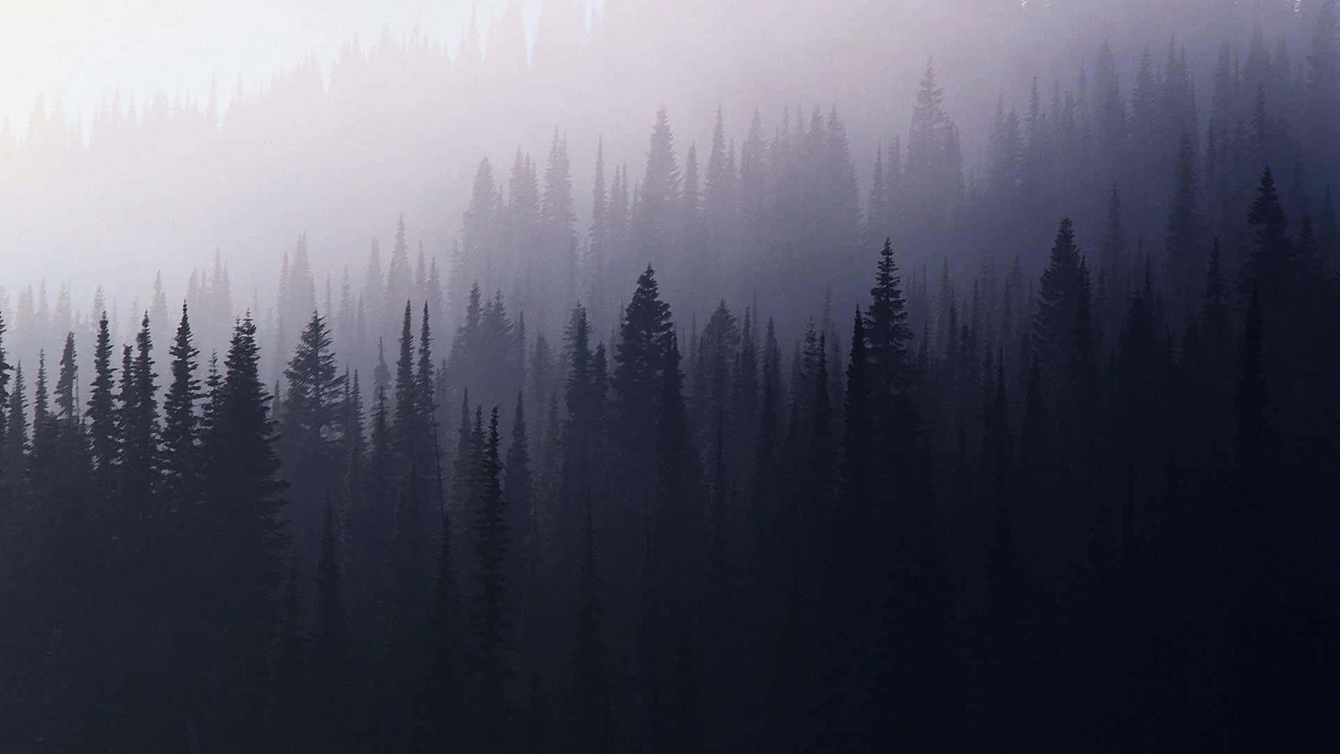 Misty Pine Forest Silhouette.jpg Background