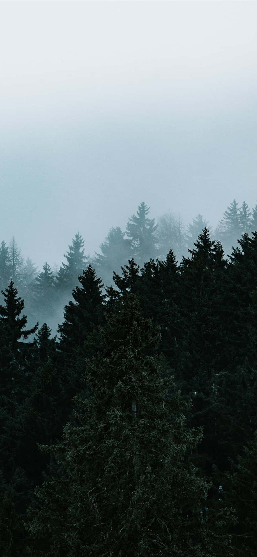 Misty_ Pine_ Forest_ Silhouette Background