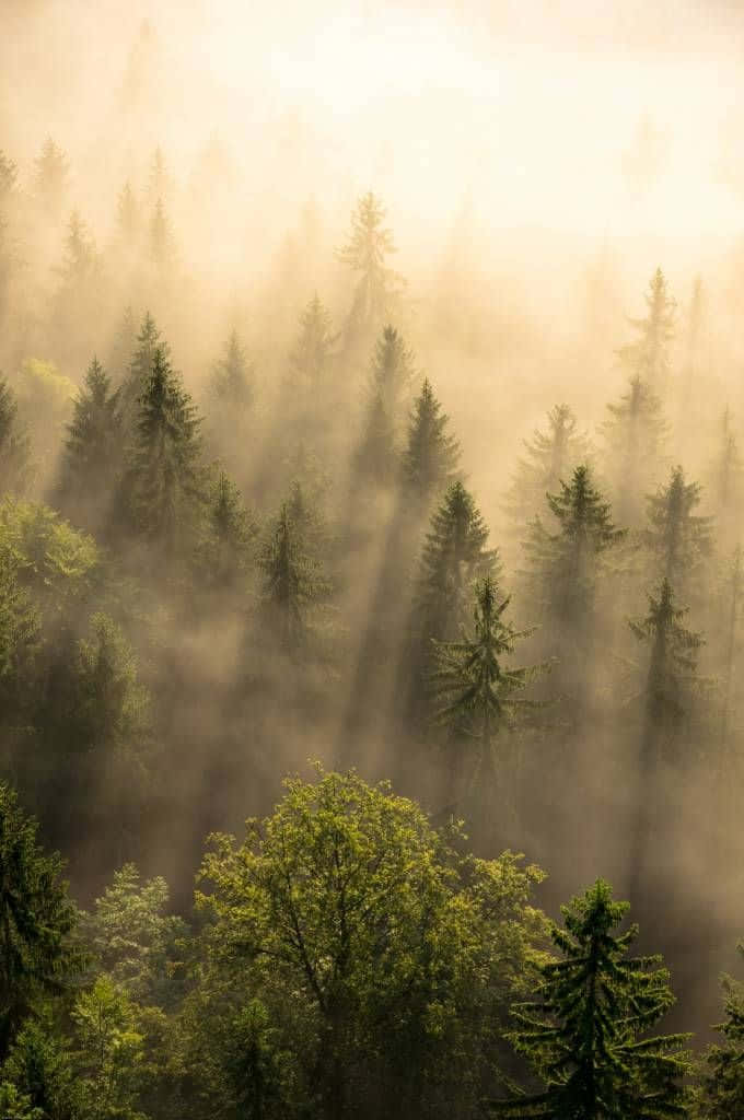 Misty_ Pine_ Forest_ Sunrise