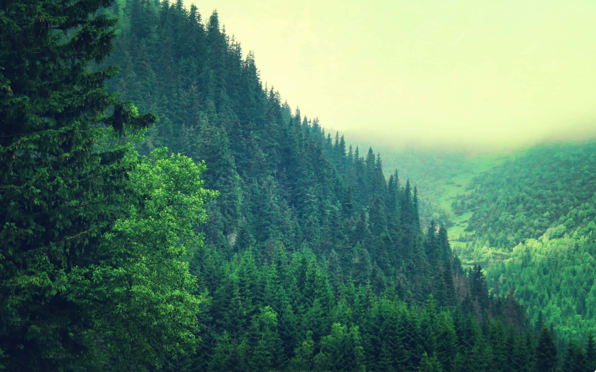 Misty Pine Forest Valley Background