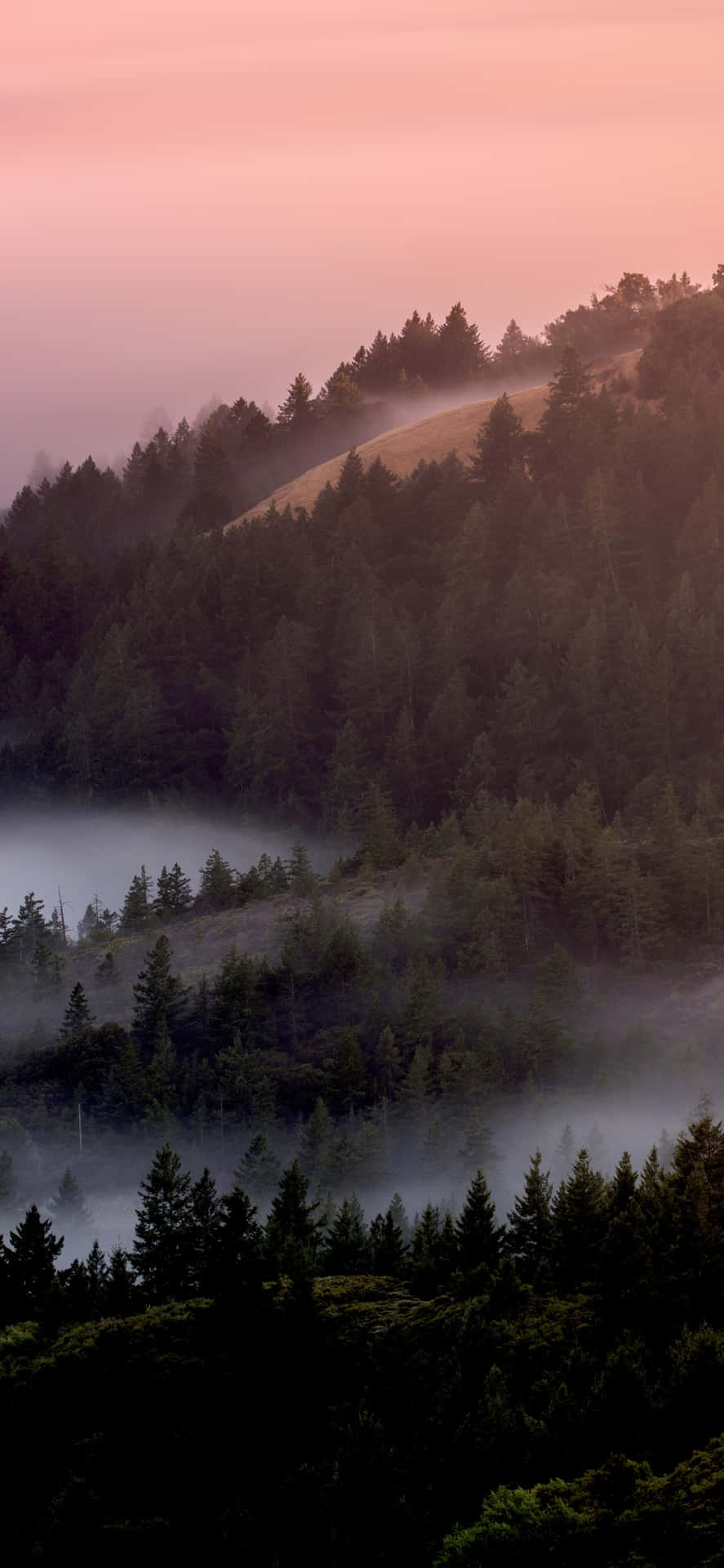 Misty Pine Forestat Dusk Background