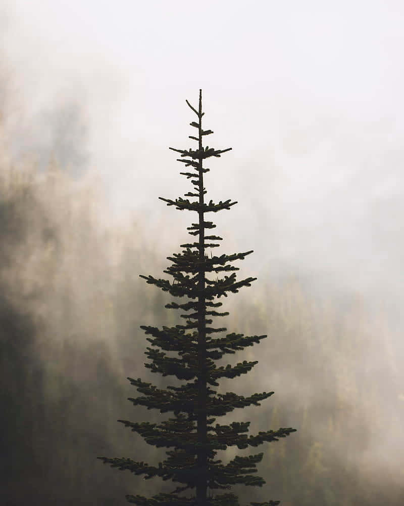 Misty Pine Silhouette.jpg