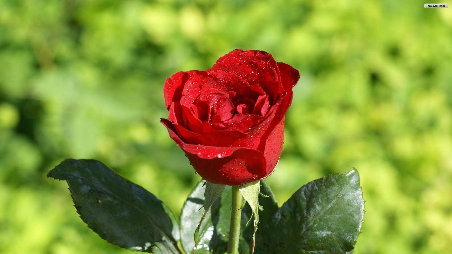 Misty Red Rose Hd Background