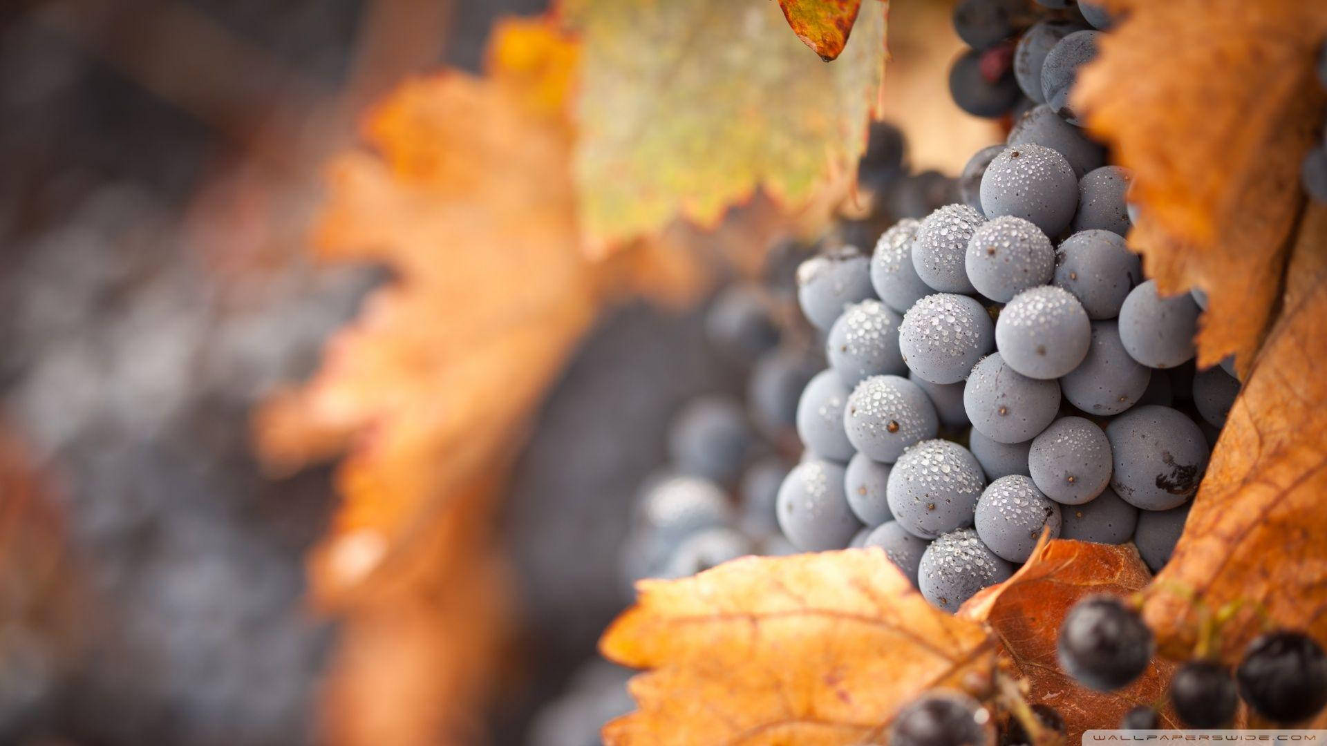 Misty Ripe Black Muscat Wine Grapes Background