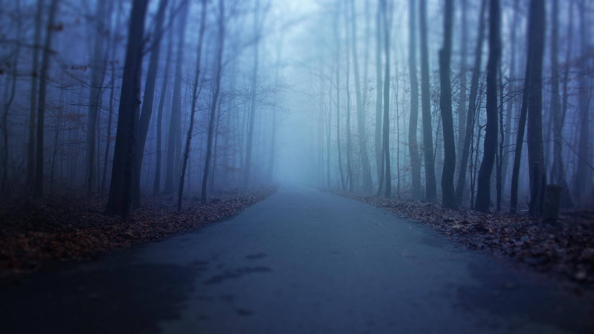 Misty Road Forest Scary Background
