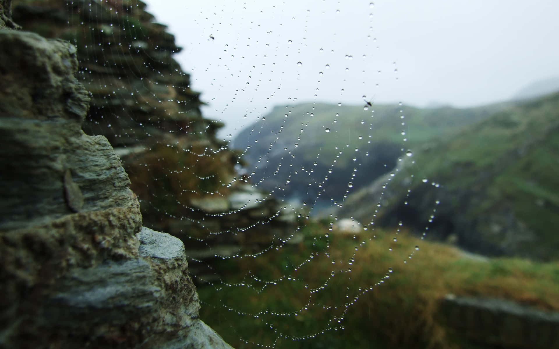 Misty Spiderweb Cliffside View.jpg Background