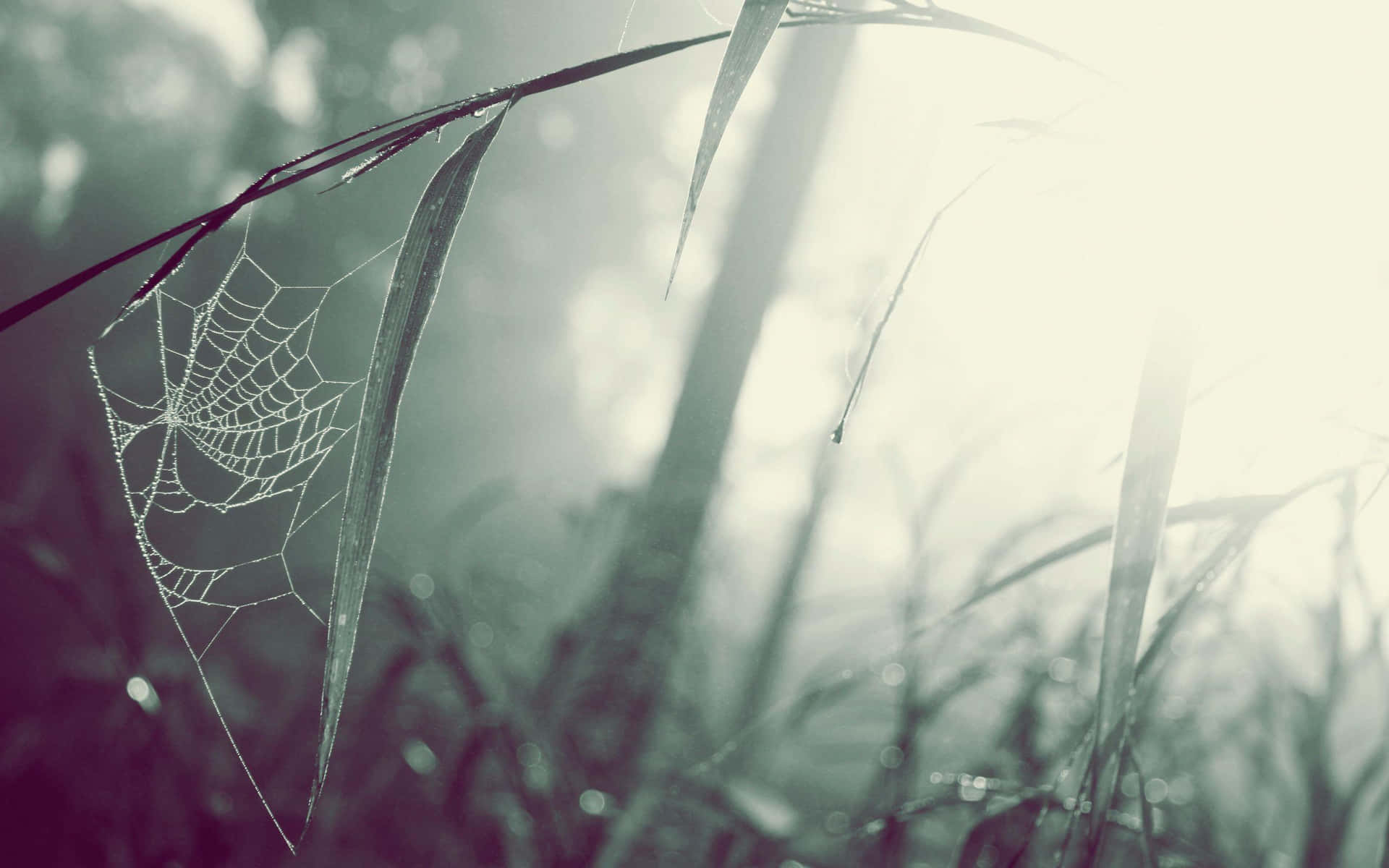 Misty Spiderweb Morning